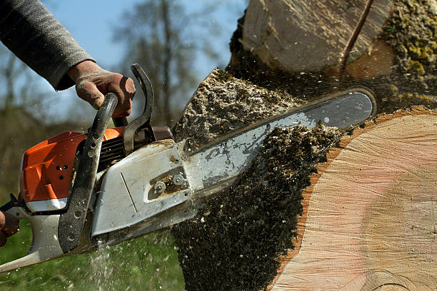 Best Tree Cutting Near Me  in Ranchos De Taos, NM